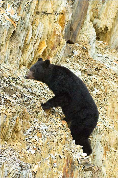 American Black Bear 122 by Dr. Wayne Lynch &copy;